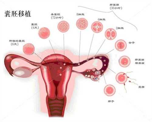 上海代怀孕医生咨询_孕妇能吃番石榴吗