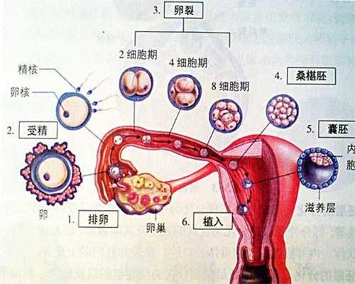 上海代孕风险-上海试管代孕首选-上海试管代孕男的要做什么