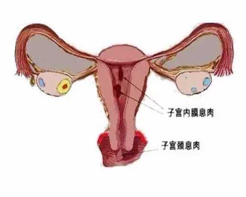 上海代孕妈妈_上海医学院试管代孕_上海借卵试管的成功率高吗