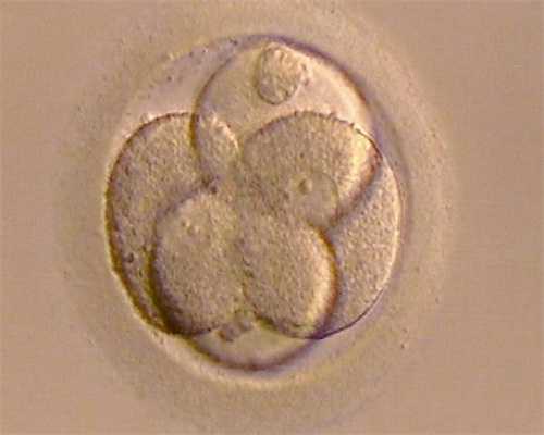 试管婴儿过程中监测排卵的目的是什么呢?